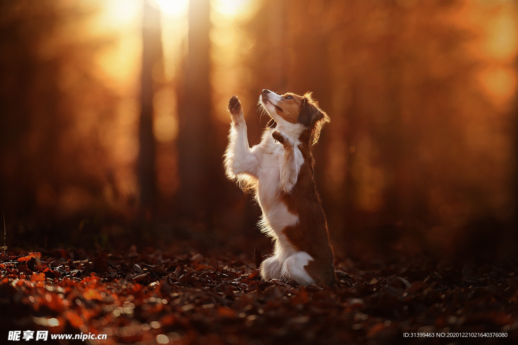 动物 宠物 狗 猫