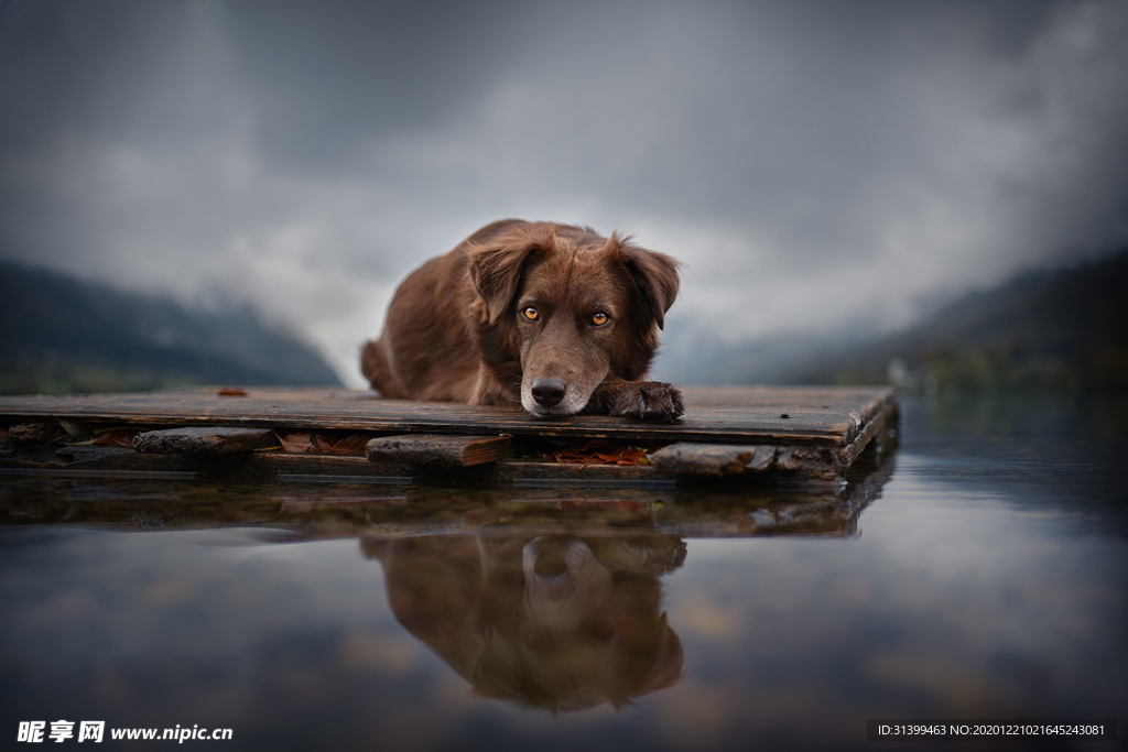 动物 宠物 狗 猫