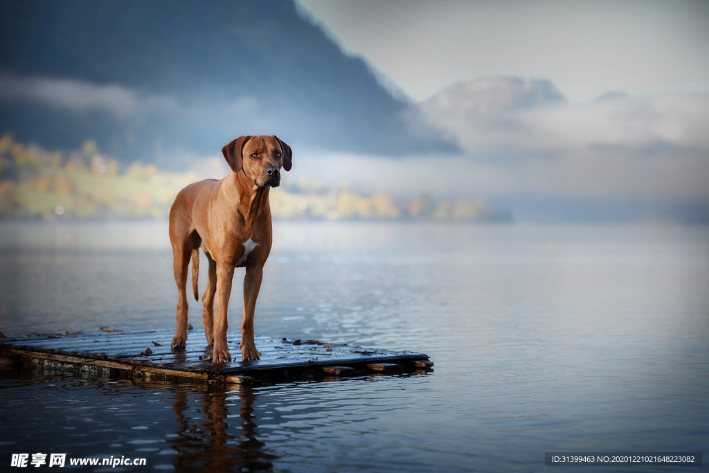动物 宠物 狗 猫