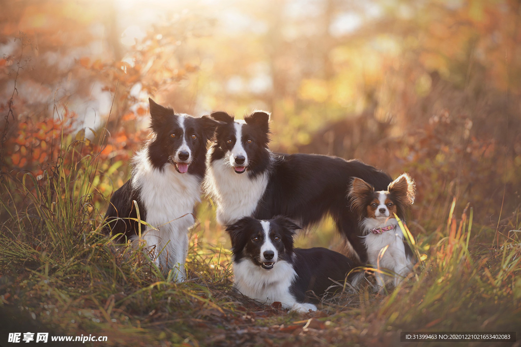 动物 宠物 狗 猫