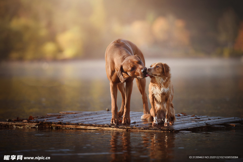 动物 宠物 狗 猫