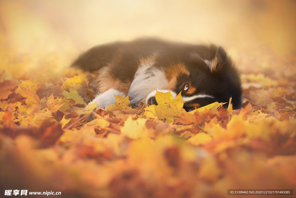 动物 宠物 狗 猫