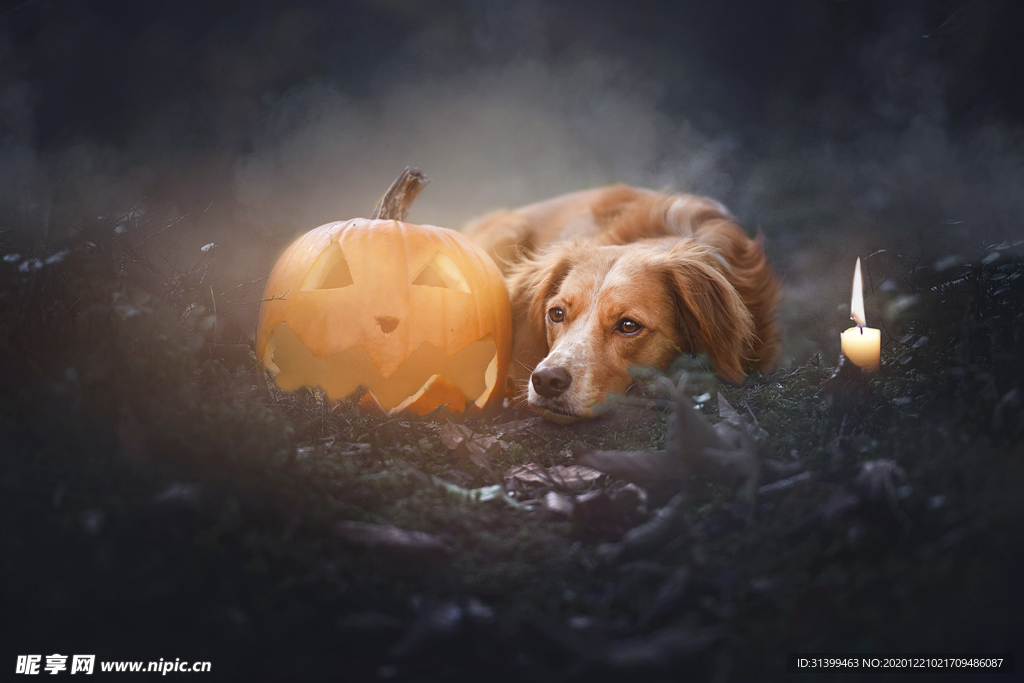 动物 宠物 狗 猫