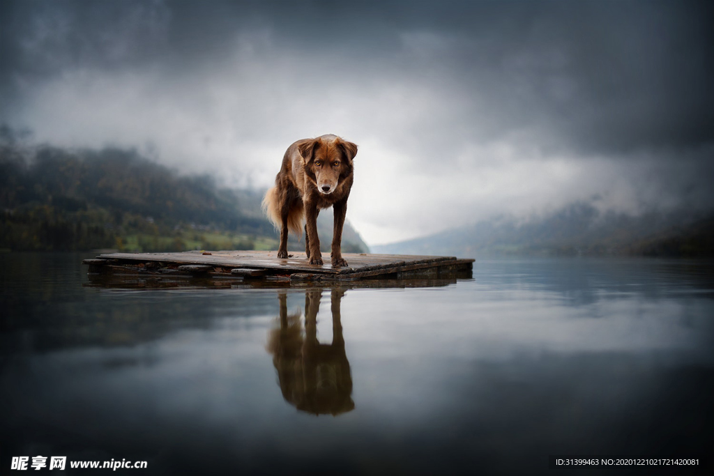 动物 宠物 狗 猫