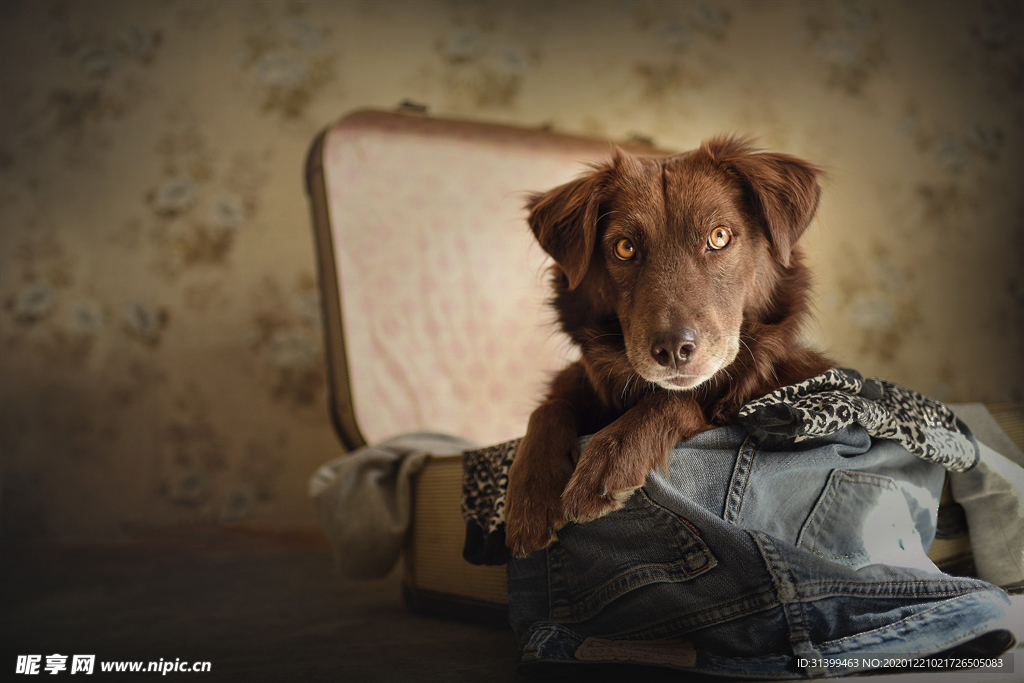 动物 宠物 狗 猫