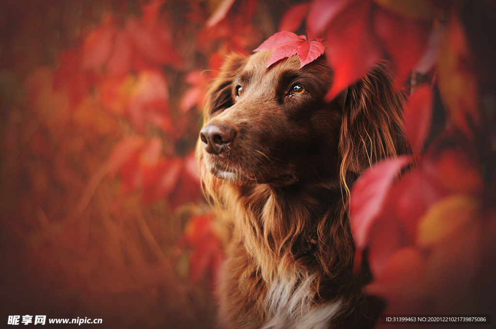 动物 宠物 狗 猫