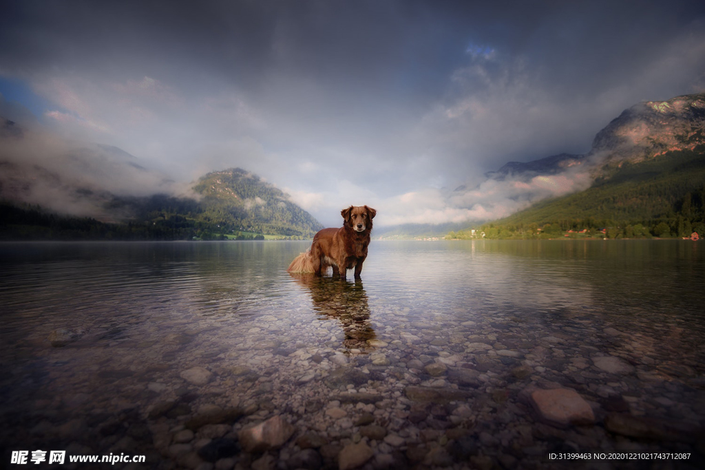 动物 宠物 狗 猫
