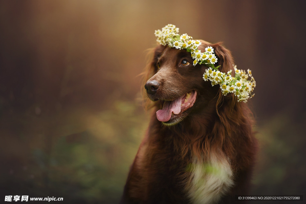 动物 宠物 狗 猫