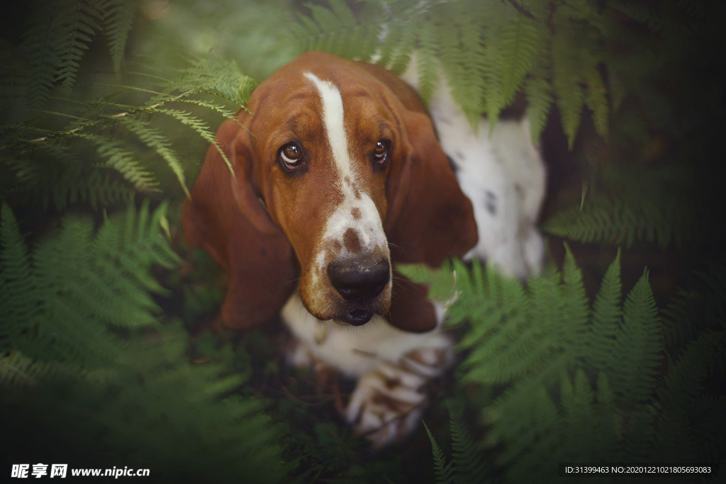 动物 宠物 狗 猫