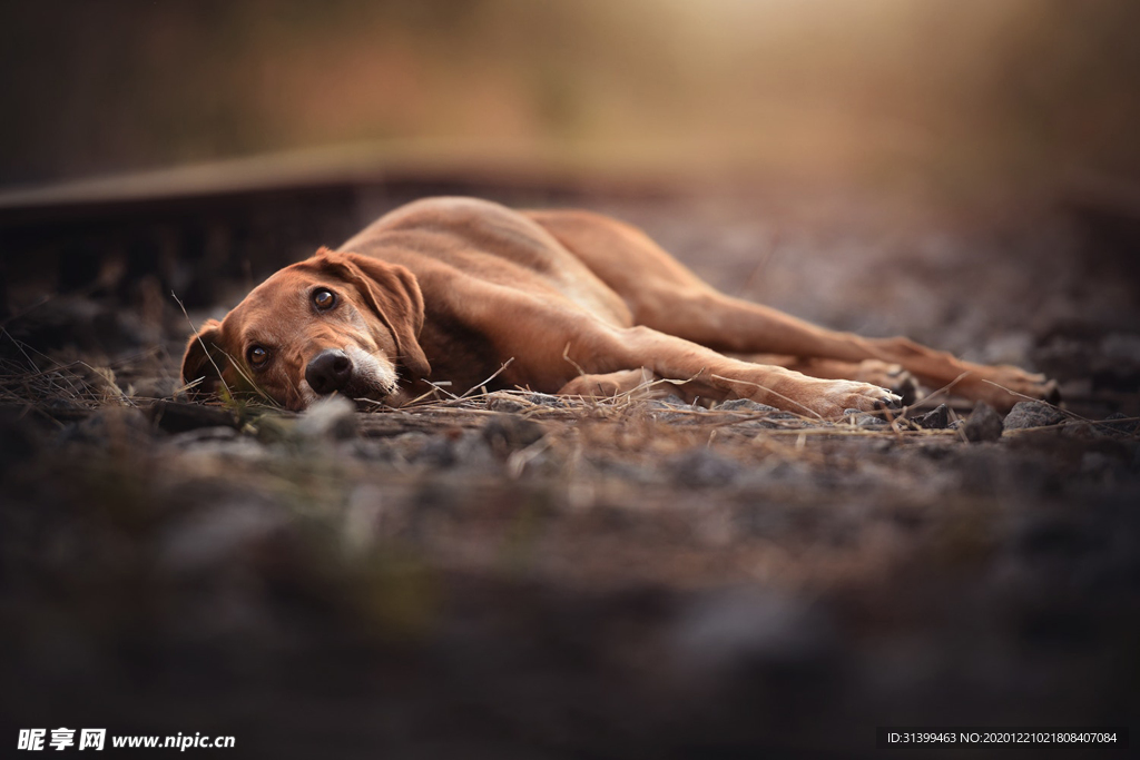 动物 宠物 狗 猫