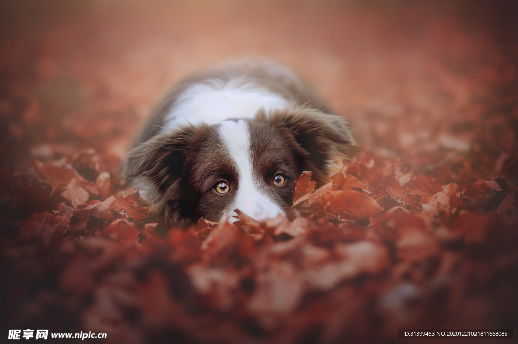 动物 宠物 狗 猫