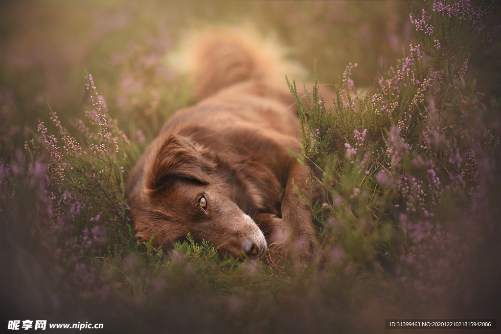 动物 宠物 狗 猫