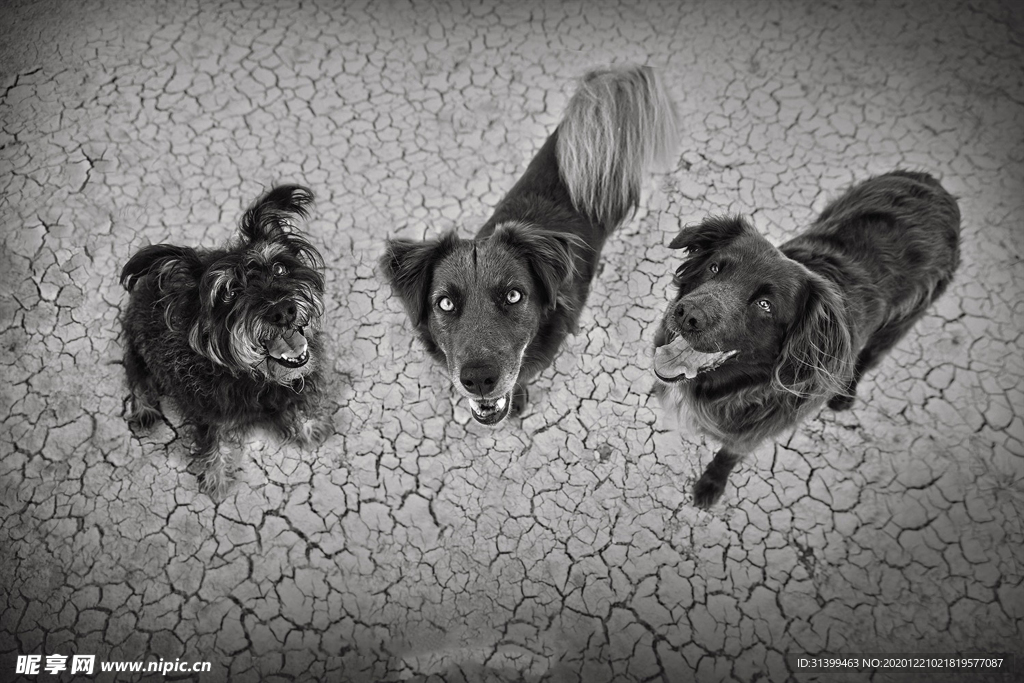 动物 宠物 狗 猫