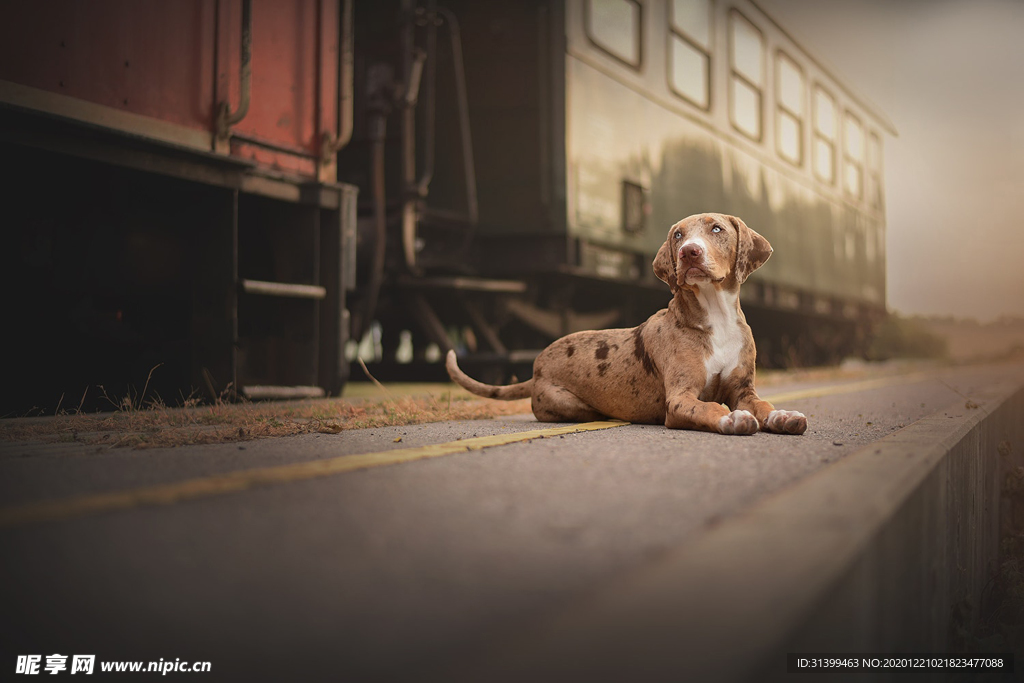 动物 宠物 狗 猫