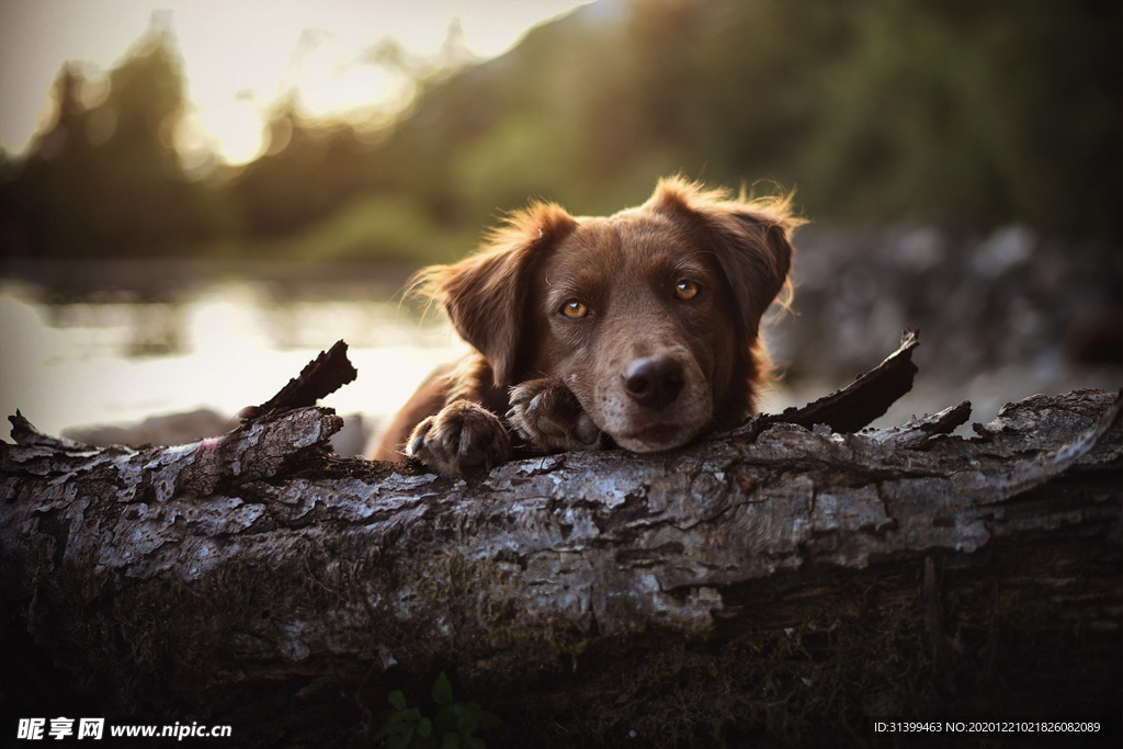 动物 宠物 狗 猫