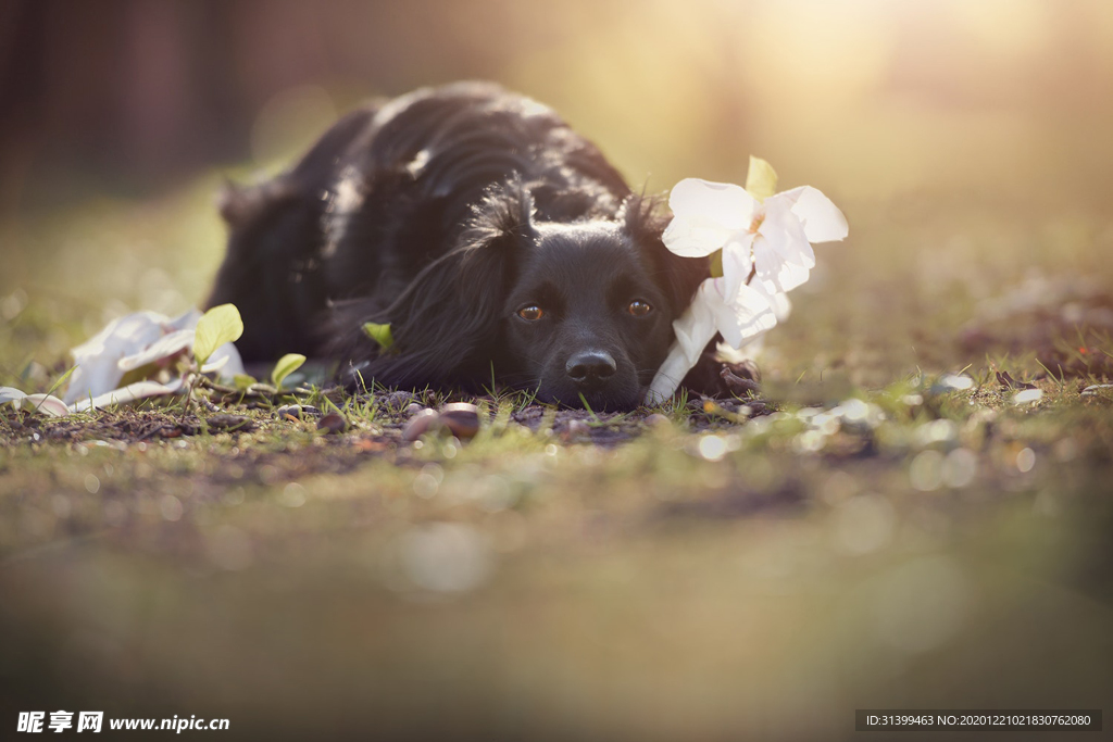 动物 宠物 狗 猫
