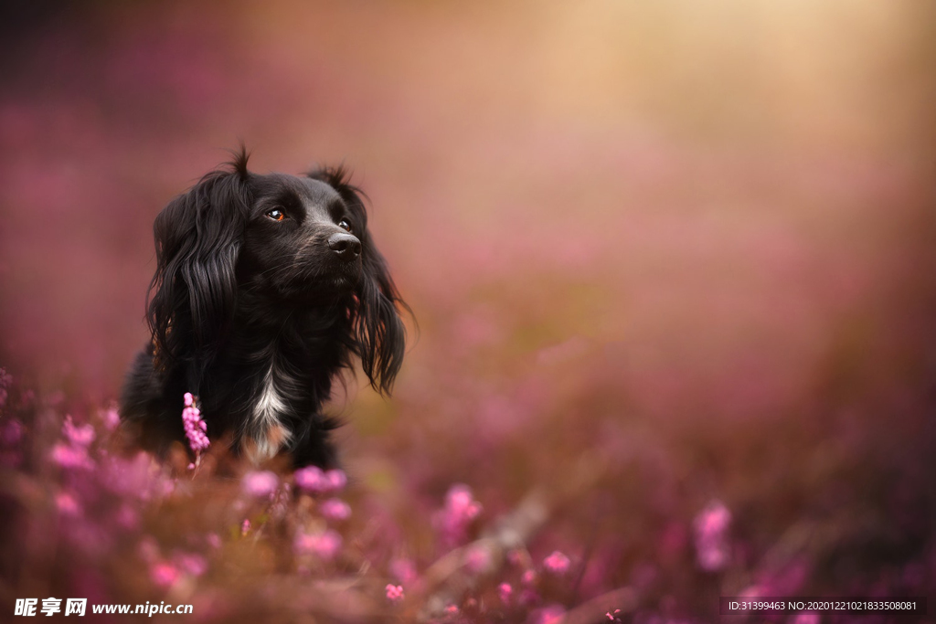 动物 宠物 狗 猫