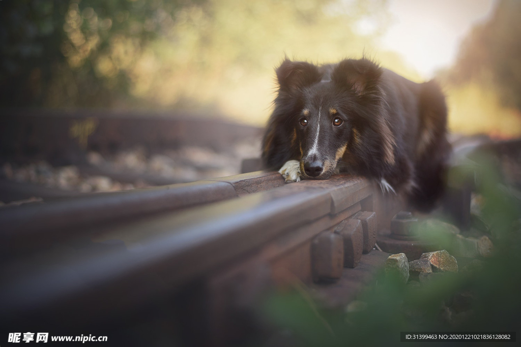 动物 宠物 狗 猫