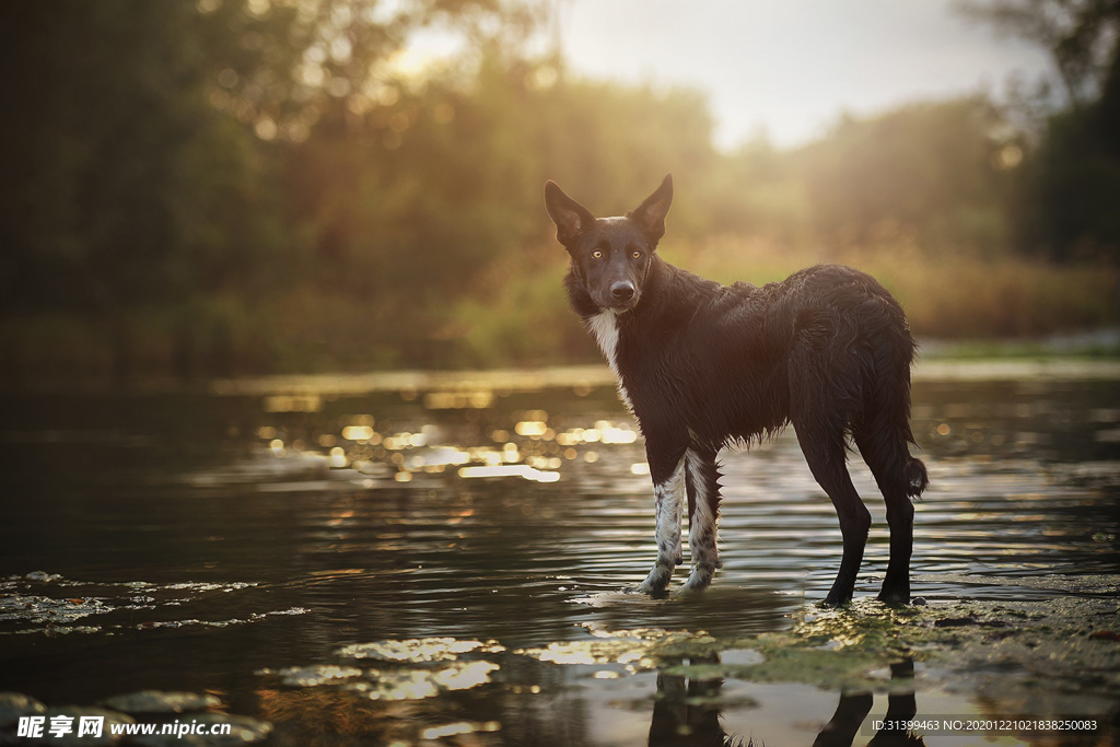 动物 宠物 狗 猫