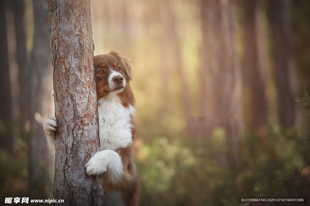 动物 宠物 狗 猫