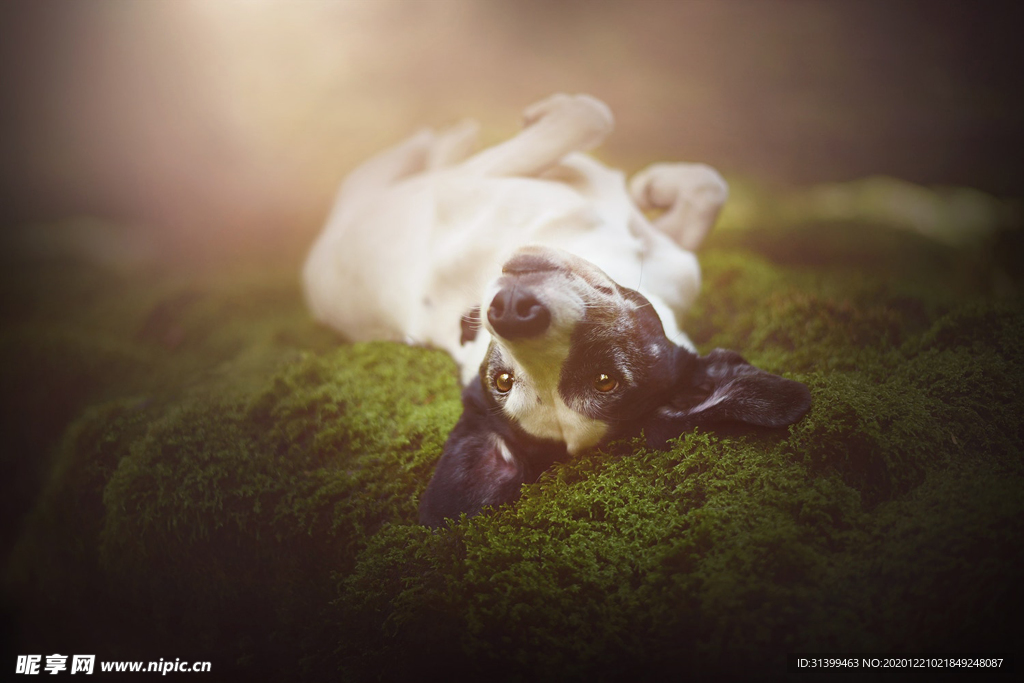 动物 宠物 狗 猫