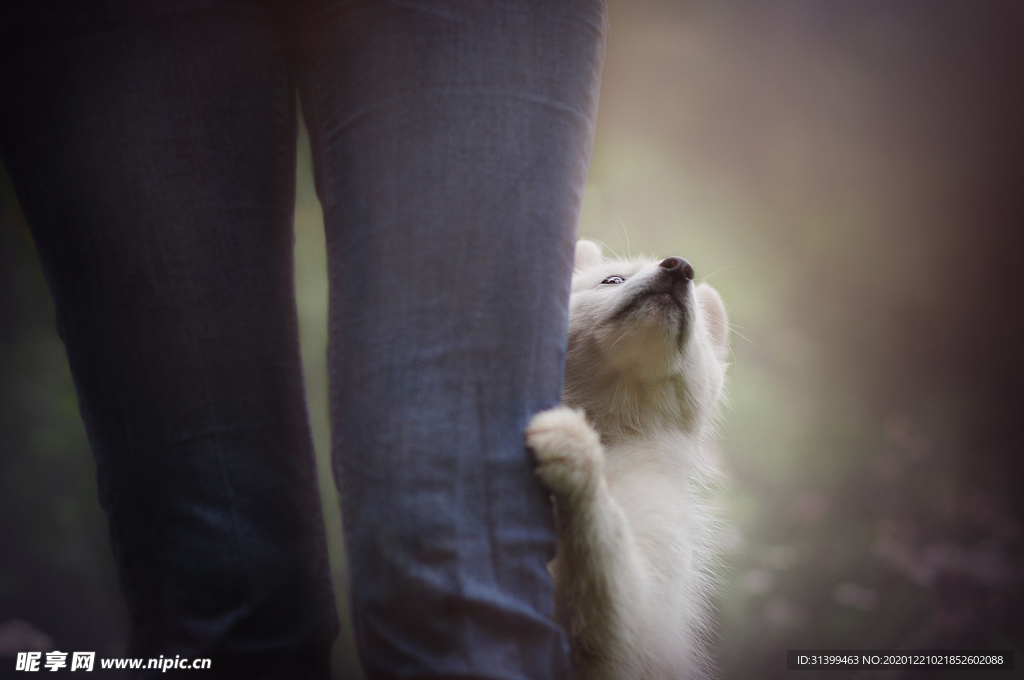 动物 宠物 狗 猫