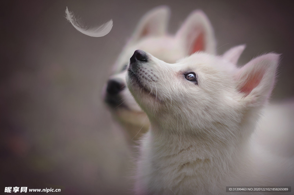 动物 宠物 狗 猫