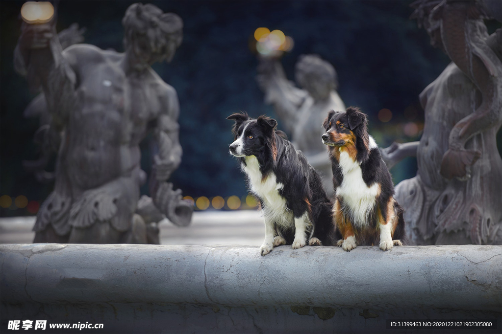 动物 宠物 狗 猫