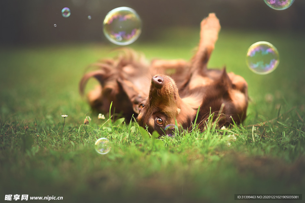 动物 宠物 狗 猫