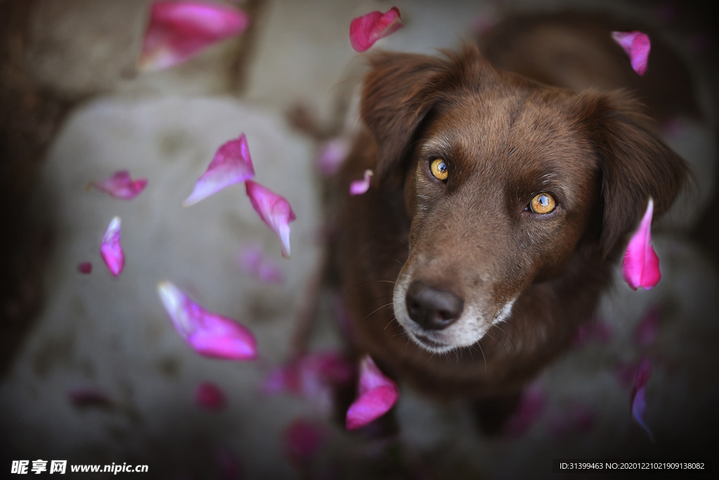 动物 宠物 狗 猫