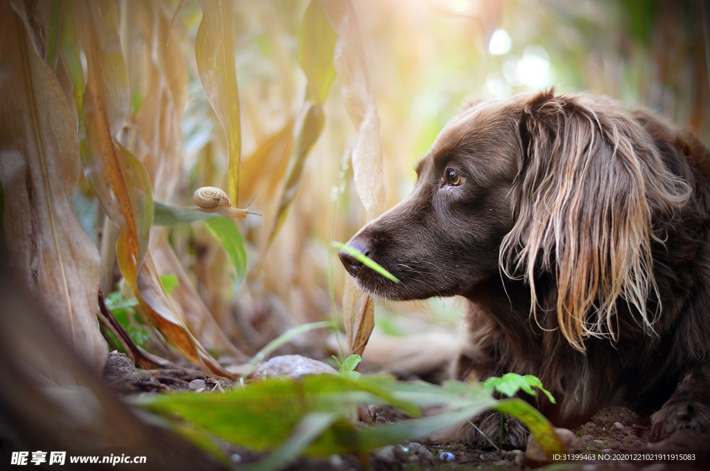 动物 宠物 狗 猫