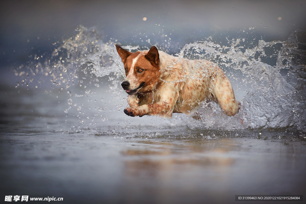 动物 宠物 狗 猫
