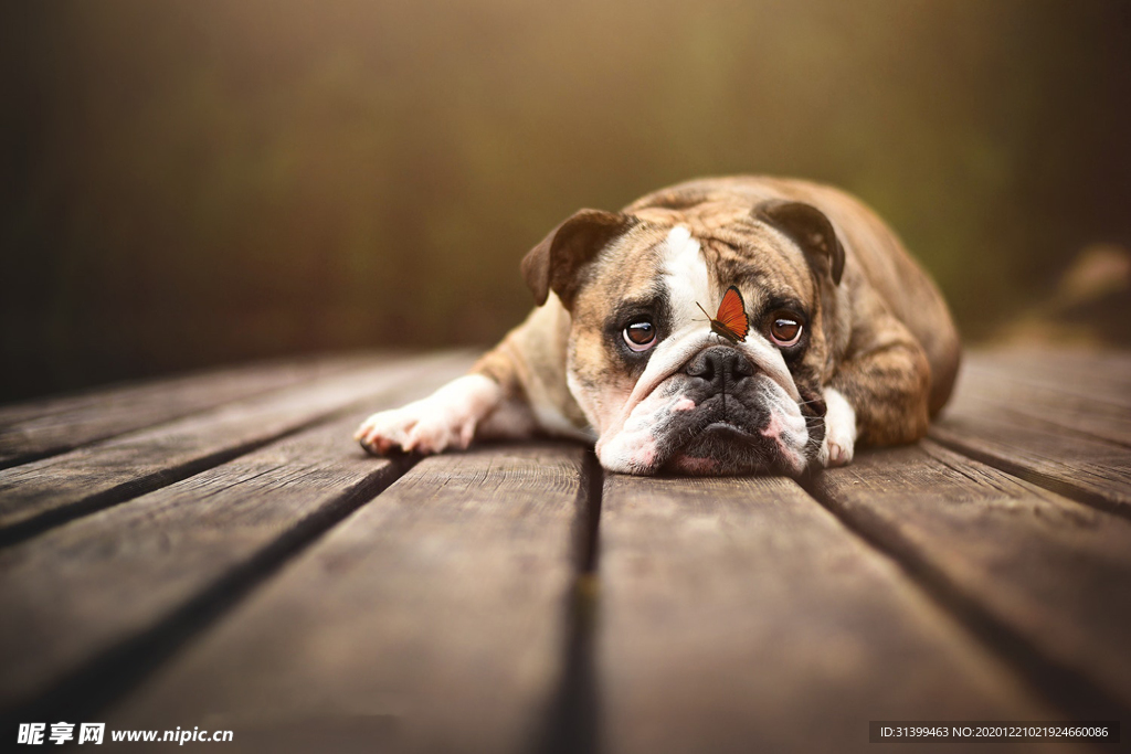 动物 宠物 狗 猫