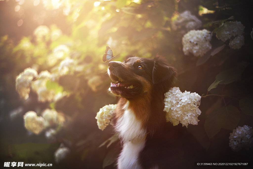 动物 宠物 狗 猫