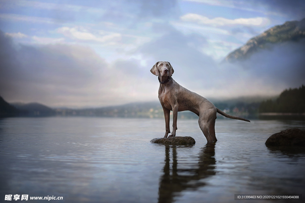 动物 宠物 狗 猫