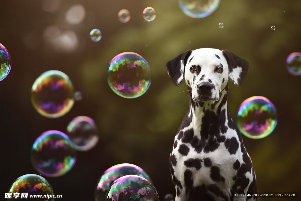 动物 宠物 狗 猫