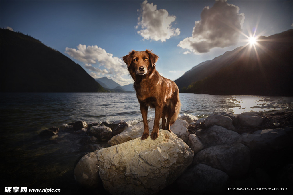 动物 宠物 狗 猫