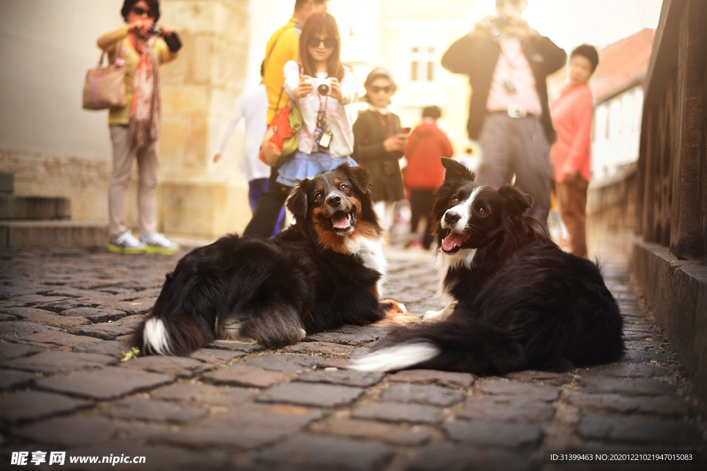 动物 宠物 狗 猫
