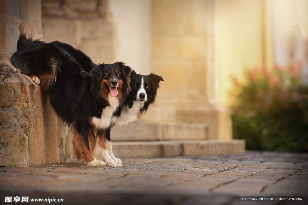 动物 宠物 狗 猫