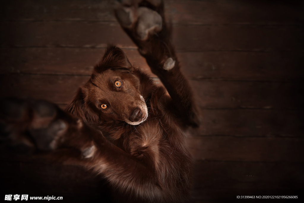 动物 宠物 狗 猫