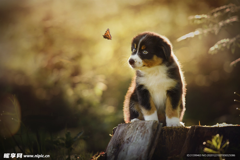 动物 宠物 狗 猫