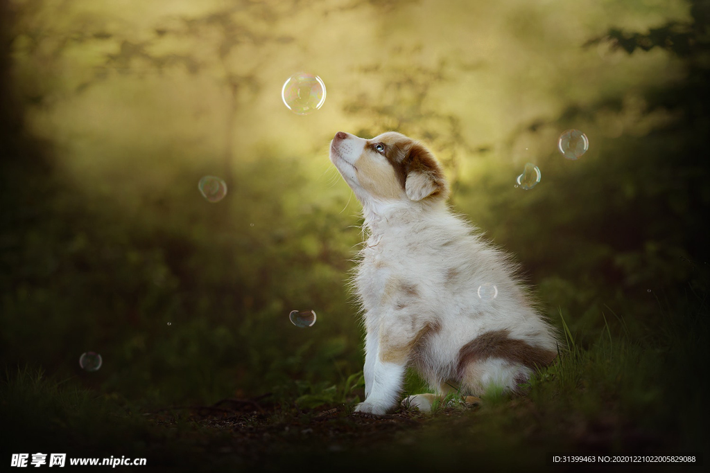 动物 宠物 狗 猫