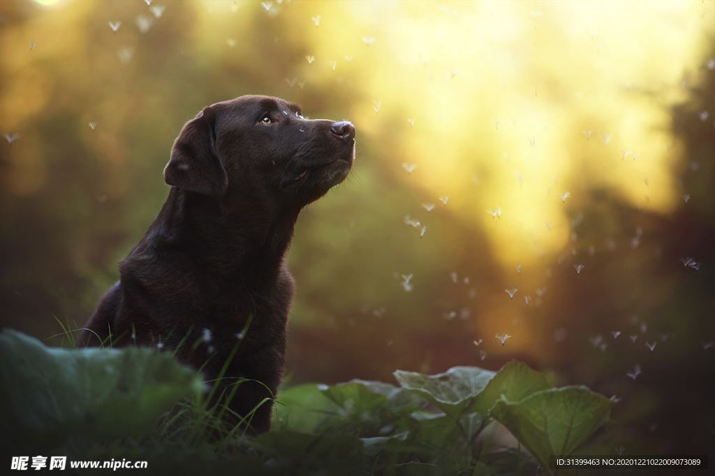 动物 宠物 狗 猫