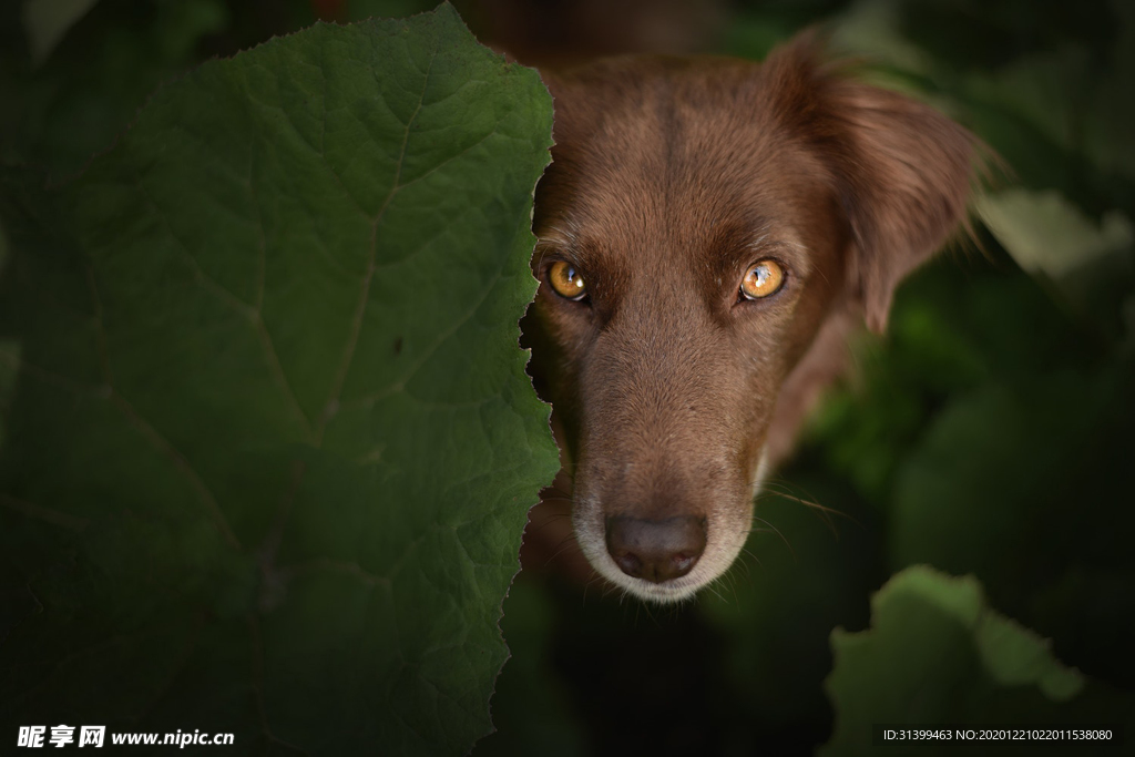 动物 宠物 狗 猫