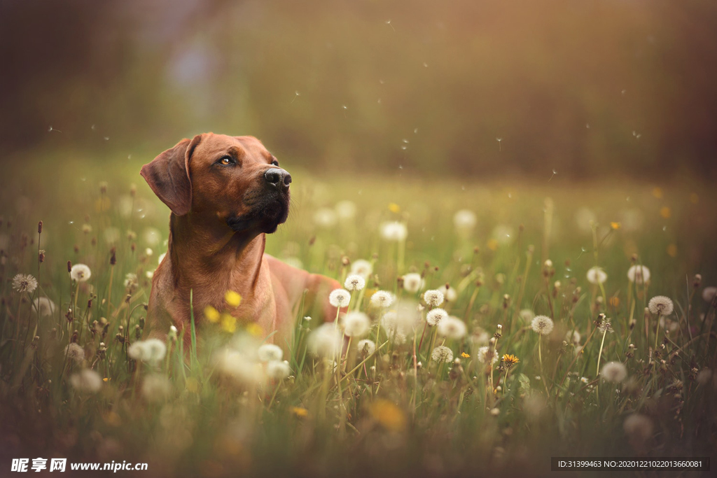 动物 宠物 狗 猫