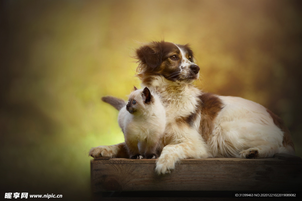 动物 宠物 狗 猫