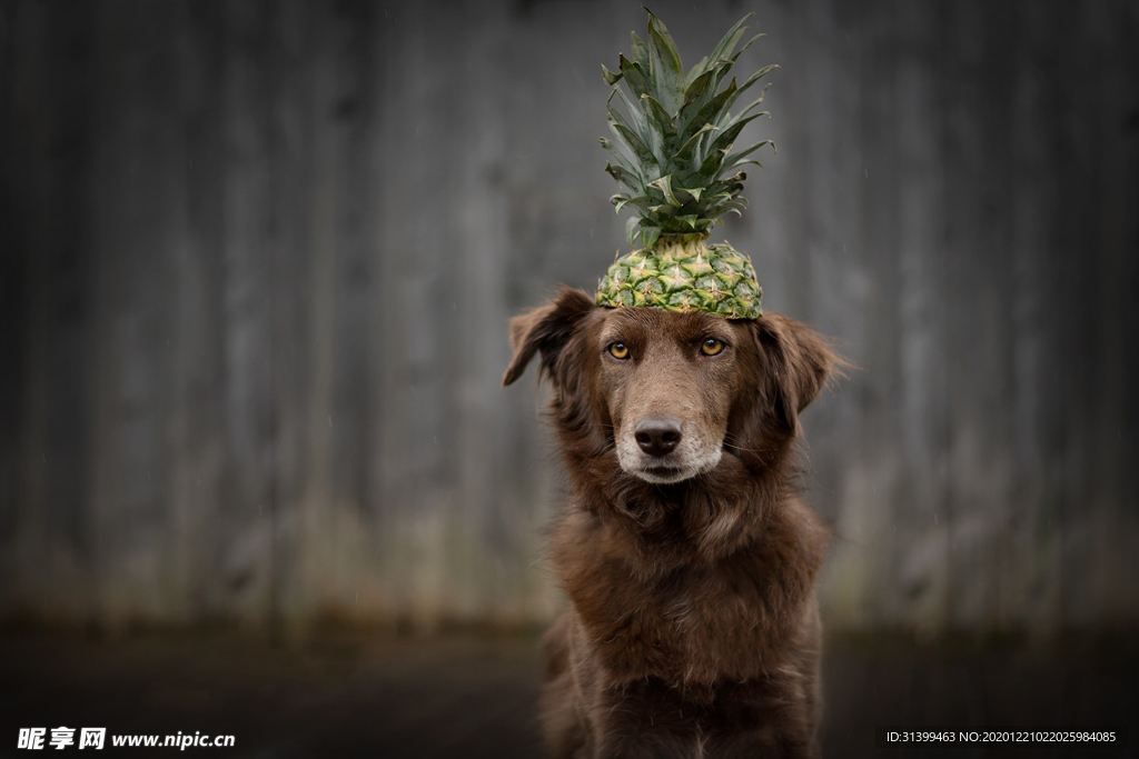 动物 宠物 狗 猫