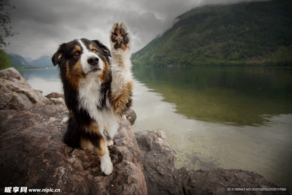 动物 宠物 狗 猫