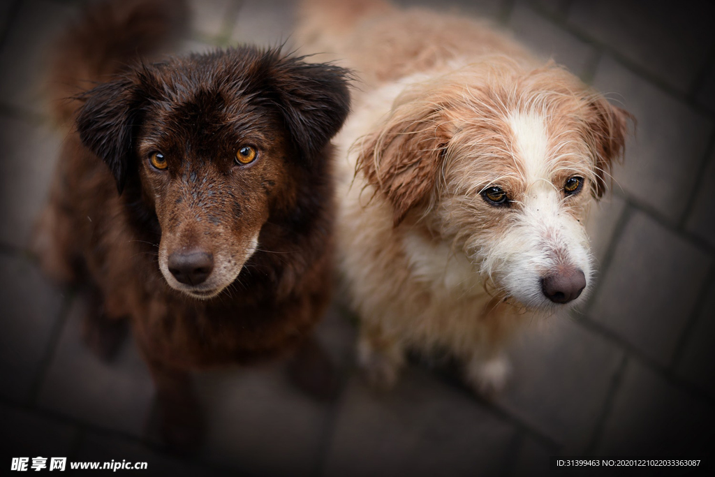 动物 宠物 狗 猫