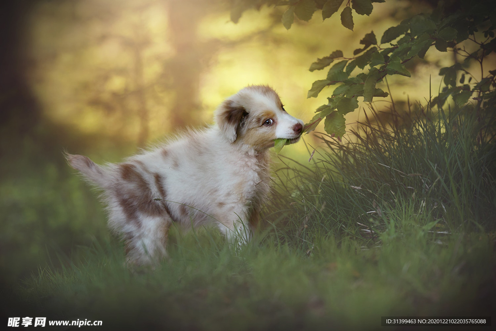 动物 宠物 狗 猫